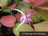 Perennials ~ Epimedium x grandiflorum 'Dark Beauty', Barrenwort or Bishop's Hat ~ Dancing Oaks Nursery and Gardens ~ Retail Nursery ~ Mail Order Nursery