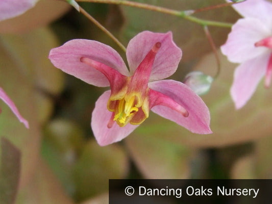 Perennials ~ Epimedium x versicolor 'Cherry Tart', Barrenwort ~ Dancing Oaks Nursery and Gardens ~ Retail Nursery ~ Mail Order Nursery