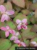 Perennials ~ Epimedium x versicolor 'Cherry Tart', Barrenwort ~ Dancing Oaks Nursery and Gardens ~ Retail Nursery ~ Mail Order Nursery