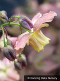 Perennials ~ Epimedium x versicolor 'Cupreum', Barrenwort ~ Dancing Oaks Nursery and Gardens ~ Retail Nursery ~ Mail Order Nursery