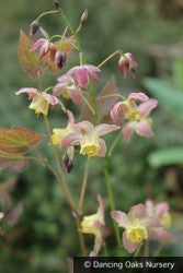 Perennials ~ Epimedium x versicolor 'Cupreum', Barrenwort ~ Dancing Oaks Nursery and Gardens ~ Retail Nursery ~ Mail Order Nursery