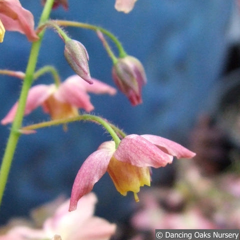 Perennials ~ Epimedium x versicolor 'Cupreum', Barrenwort ~ Dancing Oaks Nursery and Gardens ~ Retail Nursery ~ Mail Order Nursery