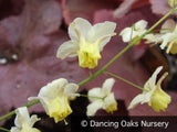 Perennials ~ Epimedium x versicolor 'Sulphureum', Barrenwort ~ Dancing Oaks Nursery and Gardens ~ Retail Nursery ~ Mail Order Nursery