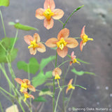 Perennials ~ Epimedium x warleyense 'Orange Queen' (syn. 'Orange königin'), Barrenwort ~ Dancing Oaks Nursery and Gardens ~ Retail Nursery ~ Mail Order Nursery