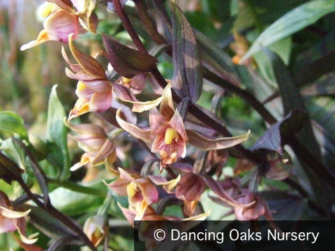 Perennials ~ Epipactis gigantea 'Serpentine Night', Stream Orchid ~ Dancing Oaks Nursery and Gardens ~ Retail Nursery ~ Mail Order Nursery