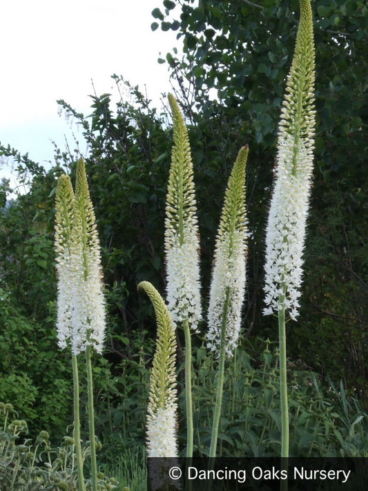 Perennials ~ Eremurus himalaicus, Foxtail Lily ~ Dancing Oaks Nursery and Gardens ~ Retail Nursery ~ Mail Order Nursery