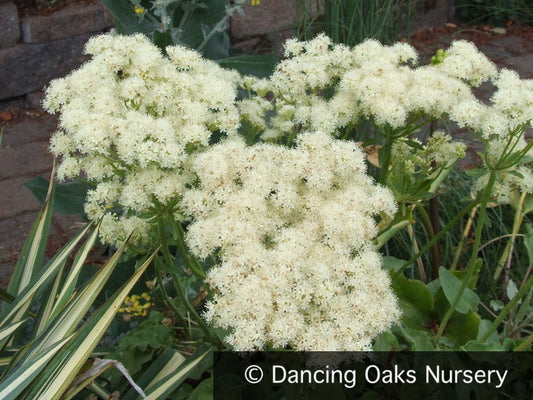 Perennials ~ Eriogonum compositum, Northern Arrowleaf, Buckwheat ~ Dancing Oaks Nursery and Gardens ~ Retail Nursery ~ Mail Order Nursery