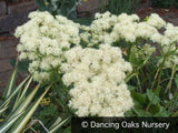 Perennials ~ Eriogonum compositum, Northern Arrowleaf, Buckwheat ~ Dancing Oaks Nursery and Gardens ~ Retail Nursery ~ Mail Order Nursery