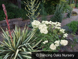 Perennials ~ Eriogonum compositum, Northern Arrowleaf, Buckwheat ~ Dancing Oaks Nursery and Gardens ~ Retail Nursery ~ Mail Order Nursery