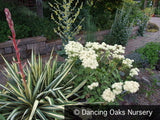 Perennials ~ Eriogonum compositum, Northern Arrowleaf, Buckwheat ~ Dancing Oaks Nursery and Gardens ~ Retail Nursery ~ Mail Order Nursery