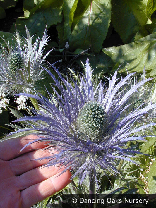 Perennials ~ Eryngium alpinum, Sea Holly ~ Dancing Oaks Nursery and Gardens ~ Retail Nursery ~ Mail Order Nursery