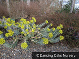 Perennials ~ Euphorbia rigida, Spurge ~ Dancing Oaks Nursery and Gardens ~ Retail Nursery ~ Mail Order Nursery