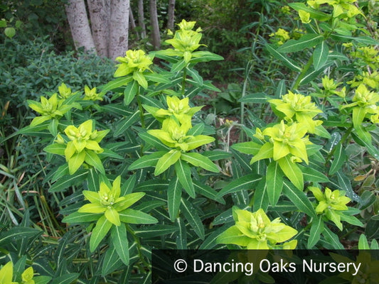 Perennials ~ Euphorbia schillingii, Spurge ~ Dancing Oaks Nursery and Gardens ~ Retail Nursery ~ Mail Order Nursery