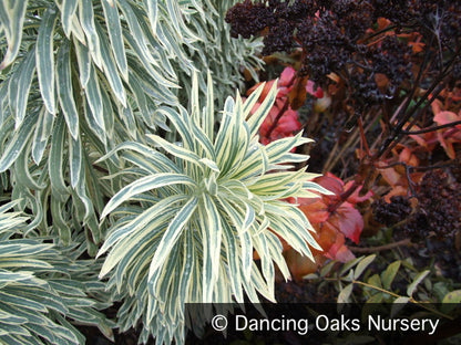 Perennials ~ Euphorbia 'Tasmanian Tiger' PP15715, Spurge ~ Dancing Oaks Nursery and Gardens ~ Retail Nursery ~ Mail Order Nursery