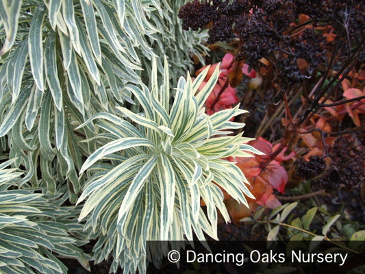 Perennials ~ Euphorbia 'Tasmanian Tiger' PP15715, Spurge ~ Dancing Oaks Nursery and Gardens ~ Retail Nursery ~ Mail Order Nursery