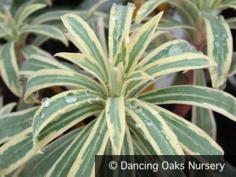 Perennials ~ Euphorbia 'Tasmanian Tiger' PP15715, Spurge ~ Dancing Oaks Nursery and Gardens ~ Retail Nursery ~ Mail Order Nursery