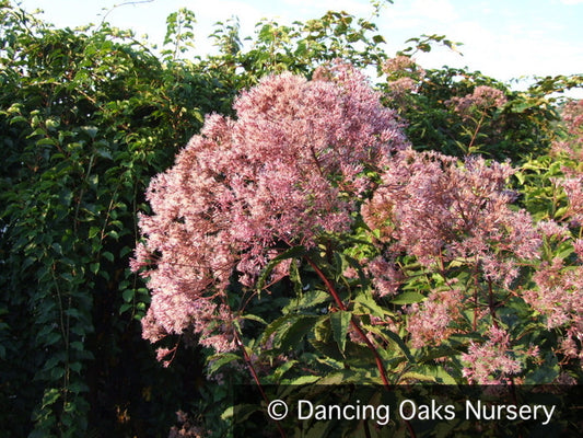 Perennials ~ Eutrochium (syn. Eupatorium) purpur. ssp. mac 'Red Giant', Joe Pye Weed ~ Dancing Oaks Nursery and Gardens ~ Retail Nursery ~ Mail Order Nursery
