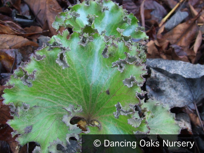 Perennials ~ Farfugium japonicum 'Shishi Botan', Crested Ligularia or Parsley Leopard Plant ~ Dancing Oaks Nursery and Gardens ~ Retail Nursery ~ Mail Order Nursery