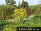 Perennials ~ Ferula communis, Giant Fennel ~ Dancing Oaks Nursery and Gardens ~ Retail Nursery ~ Mail Order Nursery