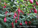 Perennials ~ Fuchsia 'David', Hardy Fuchsia ~ Dancing Oaks Nursery and Gardens ~ Retail Nursery ~ Mail Order Nursery