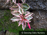 Perennials ~ Fuchsia 'Island Sunset', Hardy Fuchsia ~ Dancing Oaks Nursery and Gardens ~ Retail Nursery ~ Mail Order Nursery