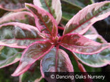 Perennials ~ Fuchsia 'Island Sunset', Hardy Fuchsia ~ Dancing Oaks Nursery and Gardens ~ Retail Nursery ~ Mail Order Nursery