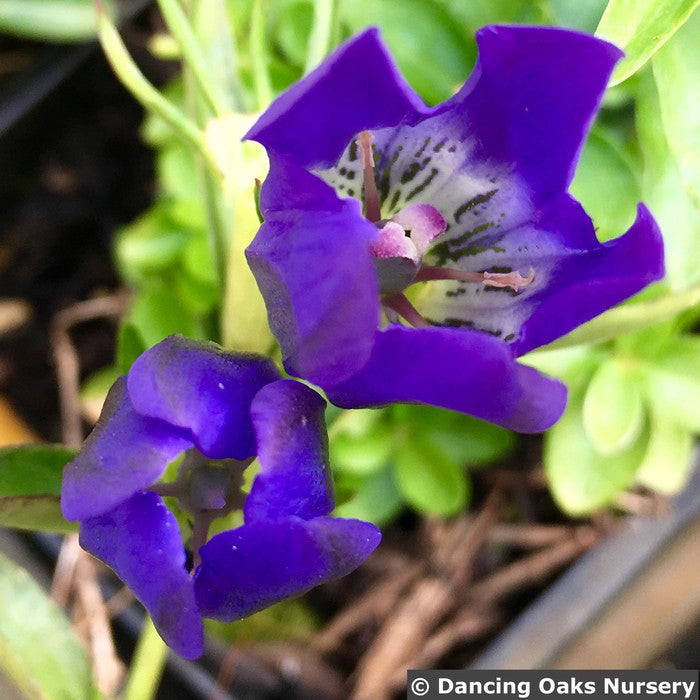 Perennials ~ Gentiana 'True Blue' PP 20433, Bottle Gentian ~ Dancing Oaks Nursery and Gardens ~ Retail Nursery ~ Mail Order Nursery