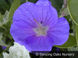 Perennials ~ Geranium himalayense, Hardy Geranium ~ Dancing Oaks Nursery and Gardens ~ Retail Nursery ~ Mail Order Nursery