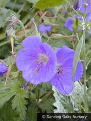 Perennials ~ Geranium himalayense, Hardy Geranium ~ Dancing Oaks Nursery and Gardens ~ Retail Nursery ~ Mail Order Nursery
