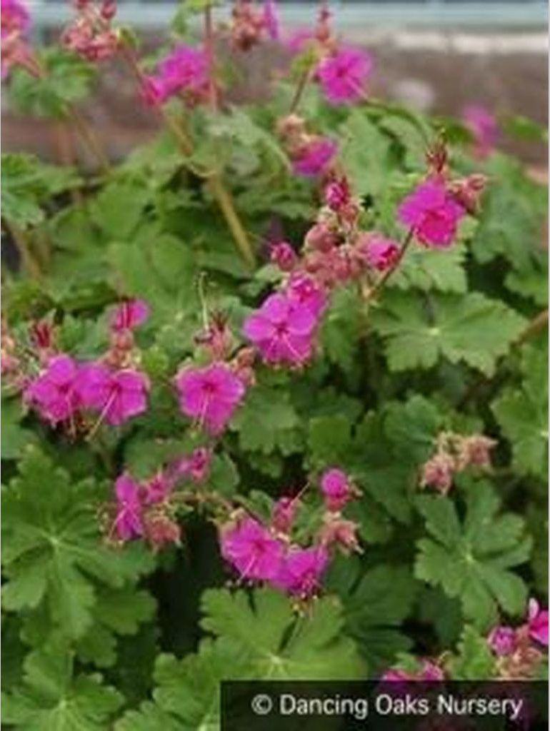 Perennials ~ Geranium macrorrhizum 'Czakor', Hardy Geranium ~ Dancing Oaks Nursery and Gardens ~ Retail Nursery ~ Mail Order Nursery