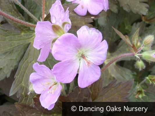 Perennials ~ Geranium maculatum 'Elizabeth Ann', Hardy Geranium ~ Dancing Oaks Nursery and Gardens ~ Retail Nursery ~ Mail Order Nursery