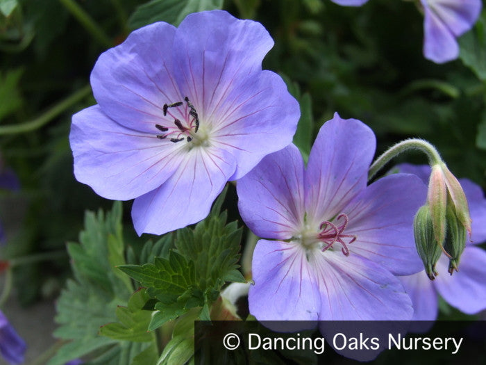 Perennials ~ Geranium 'Rozanne' PP12175, Hardy Geranium ~ Dancing Oaks Nursery and Gardens ~ Retail Nursery ~ Mail Order Nursery
