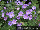 Perennials ~ Geranium 'Rozanne' PP12175, Hardy Geranium ~ Dancing Oaks Nursery and Gardens ~ Retail Nursery ~ Mail Order Nursery