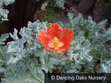 Perennials ~ Glaucium flavum v. aurantiacum, Horned Poppy ~ Dancing Oaks Nursery and Gardens ~ Retail Nursery ~ Mail Order Nursery