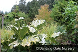 Perennials ~ Gunnera tinctoria, Chilean Rhubarb ~ Dancing Oaks Nursery and Gardens ~ Retail Nursery ~ Mail Order Nursery