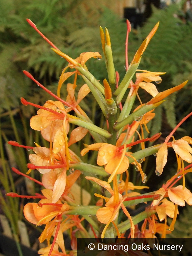 Perennials ~ Hedychium coccinea 'Tara' ~ Dancing Oaks Nursery and Gardens ~ Retail Nursery ~ Mail Order Nursery