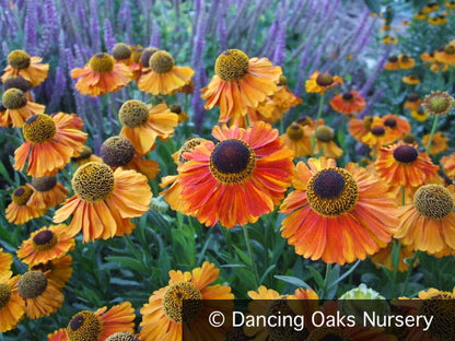 Perennials ~ Helenium 'Mardi Gras' PP15124, Helen's Flower ~ Dancing Oaks Nursery and Gardens ~ Retail Nursery ~ Mail Order Nursery