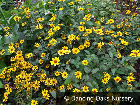 Perennials ~ Heliopsis 'Prairie Sunset' PPAF ~ Dancing Oaks Nursery and Gardens ~ Retail Nursery ~ Mail Order Nursery