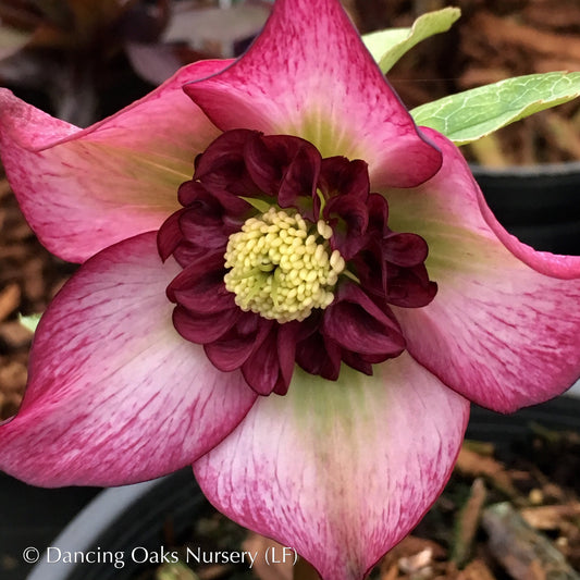 Perennials ~ Helleborus x hybridus 'Cherry Blossom', Lenten Rose, Hellebore ~ Dancing Oaks Nursery and Gardens ~ Retail Nursery ~ Mail Order Nursery