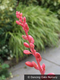 Perennials ~ Hesperaloe parviflora, Red False Agave or Red Yucca ~ Dancing Oaks Nursery and Gardens ~ Retail Nursery ~ Mail Order Nursery