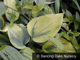 Perennials ~ Hosta 'Liberty' PP12531 ~ Dancing Oaks Nursery and Gardens ~ Retail Nursery ~ Mail Order Nursery