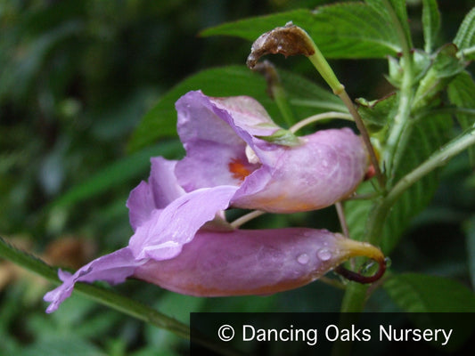 Perennials ~ Impatiens arguta 'Blue Dream', Hardy Impatiens ~ Dancing Oaks Nursery and Gardens ~ Retail Nursery ~ Mail Order Nursery