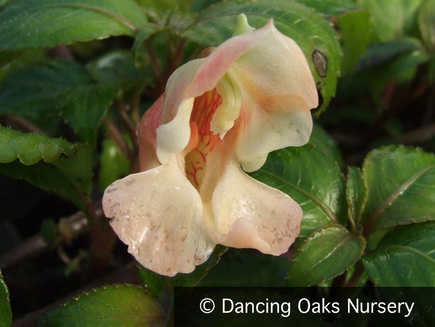 Perennials ~ Impatiens mengtzseana, Hardy Impatiens ~ Dancing Oaks Nursery and Gardens ~ Retail Nursery ~ Mail Order Nursery