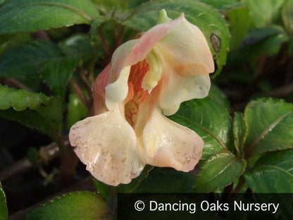 Perennials ~ Impatiens mengtzseana, Hardy Impatiens ~ Dancing Oaks Nursery and Gardens ~ Retail Nursery ~ Mail Order Nursery