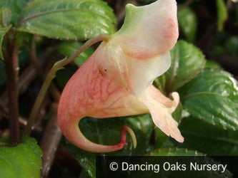 Perennials ~ Impatiens mengtzseana, Hardy Impatiens ~ Dancing Oaks Nursery and Gardens ~ Retail Nursery ~ Mail Order Nursery