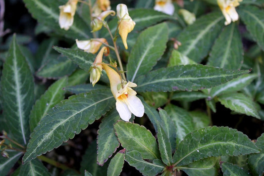 Perennials ~ Impatiens omeiana 'High Voltage', Hardy Impatiens ~ Dancing Oaks Nursery and Gardens ~ Retail Nursery ~ Mail Order Nursery