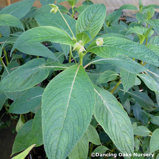 Perennials ~ Impatiens tinctoria, Hardy Impatiens ~ Dancing Oaks Nursery and Gardens ~ Retail Nursery ~ Mail Order Nursery