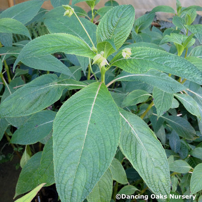 Perennials ~ Impatiens tinctoria, Hardy Impatiens ~ Dancing Oaks Nursery and Gardens ~ Retail Nursery ~ Mail Order Nursery