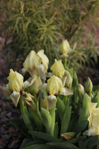 Perennials ~ Iris attica, Dwarf Bearded Iris ~ Dancing Oaks Nursery and Gardens ~ Retail Nursery ~ Mail Order Nursery