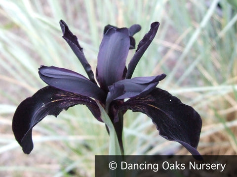 Perennials ~ Iris chrysographes, Black Iris ~ Dancing Oaks Nursery and Gardens ~ Retail Nursery ~ Mail Order Nursery
